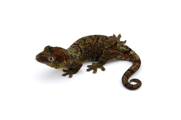 The mossy New Caledonian gecko isolated on white background