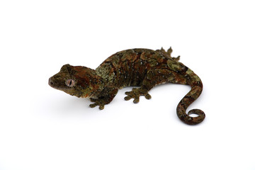 The mossy New Caledonian gecko isolated on white background