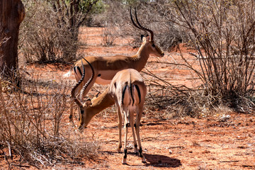 Antilope Impalas (Aepyceros)