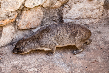  Klippschliefer (Procavia capensis)