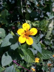 flor amarilla hermosa bajo los rayos del sol por la tarde