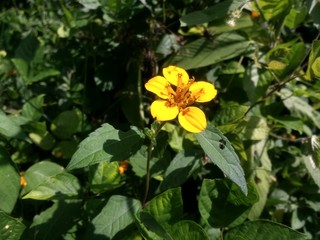 Fototapeta premium flor amarilla hermosa bajo los rayos del sol