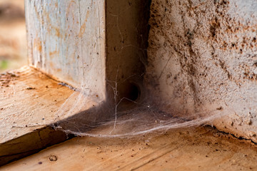 Trichter spinne Netz