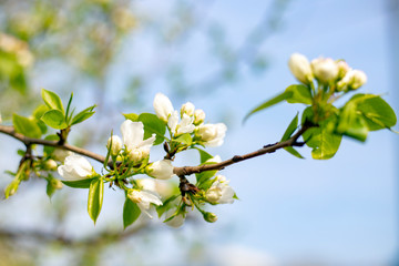 Blooming Apple tree, against the blue sky. Blooming spring garden. Apple blossom