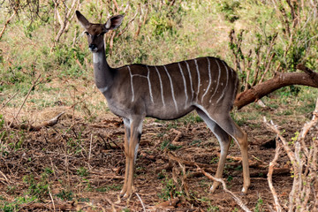 Strepsiceros Antilope Kudu