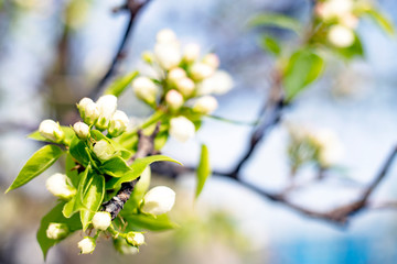 Blooming Apple tree, against the blue sky. Blooming spring garden. Apple blossom