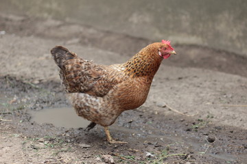 chicken against the backdrop of swamps and puddles