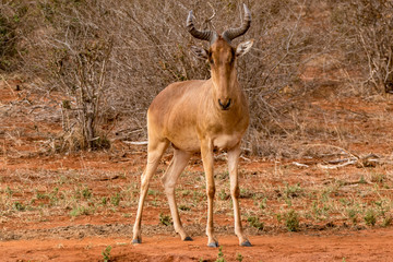 Eigentliche Kuhantilopen antilope