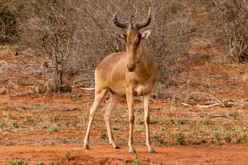 Antilope Eigentliche Kuhantilopen