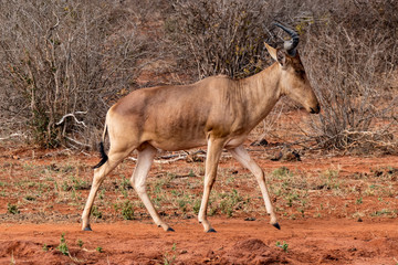 Antilope Eigentliche Kuhantilopen