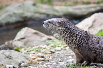 Wet otter sitting on the river bank