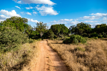 Fototapeta na wymiar tsavo nationalpark 