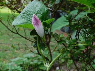Morning Glory Bud