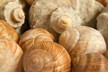 Shells close up. Sea background of shells.