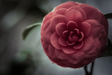 Dusty Rose