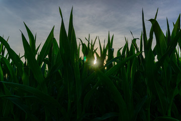 Sonne scheint durch Maisfeld