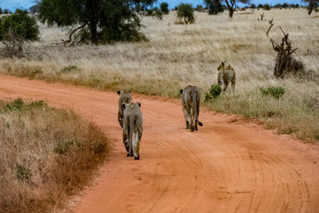  Löwe (Panthera leo, veraltet/poetisch/mundartlich Leu)