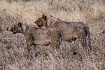  Löwe (Panthera leo, veraltet/poetisch/mundartlich Leu)