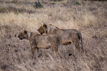  Löwe (Panthera leo, veraltet/poetisch/mundartlich Leu)