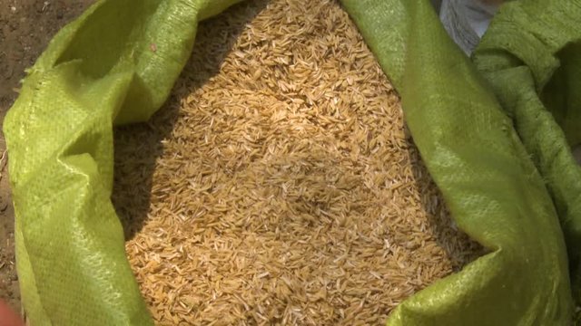 A steady, close up shot of a raffia yellow sack full of oats grain freshly picked from the field in a sunny day.