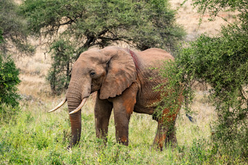 Fototapeta premium Afrikanische Elefant (Loxodonta africana) Roter Elefant tsavo nationalpark