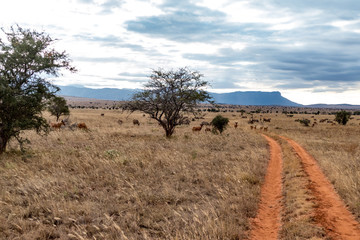 tsavo nationalpark 