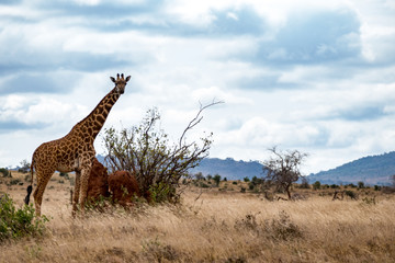 Giraffen (Giraffa)