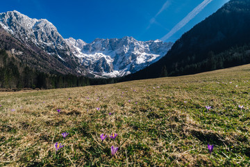 Panorama view of a beautiful alpine valley and high mountain landscape near Zgornje Jezersko, Kamnik Savinja Alps, Slovenia. High peaks and summits of Alps, beautiful meadows under Ceska Koca hut.