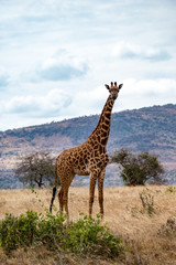 Giraffen (Giraffa)