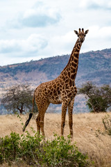 Giraffen (Giraffa)