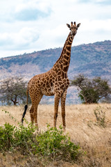 Giraffen (Giraffa)