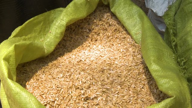 A hand held, close up shot of hands mixing oats grain in a yellow sack of raffia with the purpose of presentation of the goods exposed.