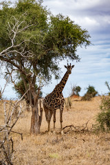 Giraffen (Giraffa)