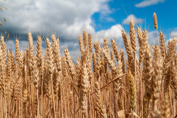 Fototapeta premium Wheat field. Background of ripening ears of wheat.