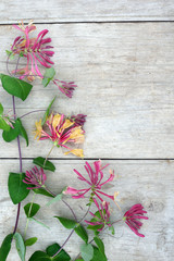 Vertical image of pink-and-yellow 'Goldflame' honeysuckle (Lonicera x heckrottii 'Goldflame' or 'Gold Flame') on a weathered wood background, with copy space
