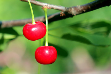 cherry berry on green background