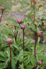 Pink peony buds with green leaves