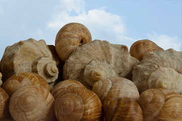 Sea shells close up against the blue sky with white clouds. The concept of summer.