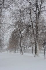 winter in the park 3