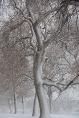 winter in the park 2