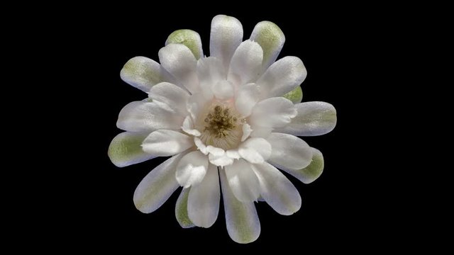 Time-lapse Opening white Gymnocalycium flower buds ALPHA matte