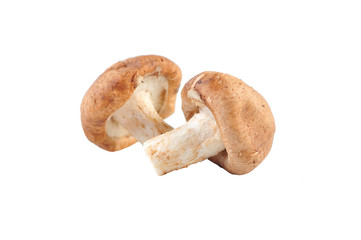 Shiitake mushroom on the White background