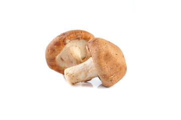 Shiitake mushroom on the White background