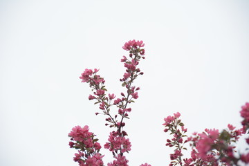 Pink flower 4