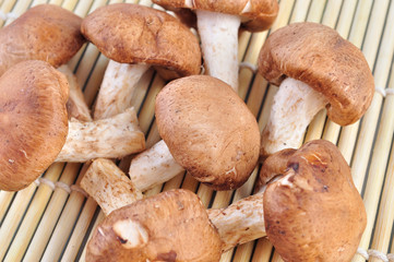 Shiitake mushroom on the bamboo mat