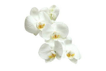 Fototapeta na wymiar Natural blooming white Orchid on white background