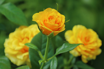 yellow rose on a beautiful green background