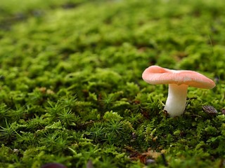 ニオイコベニタケ