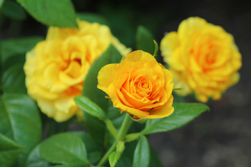 yellow rose on a beautiful green background