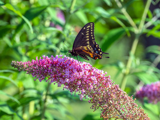Papilio troilus, spicebush swallowtail